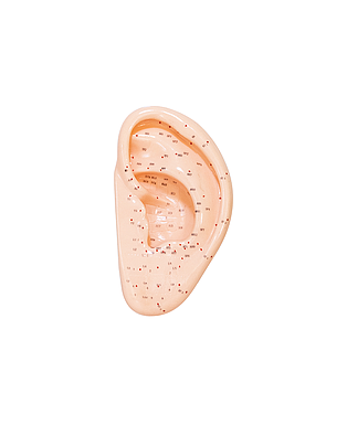 Oreja 13cm modelo acupuntura
