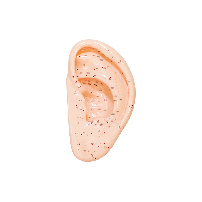 Oreja 13cm modelo acupuntura